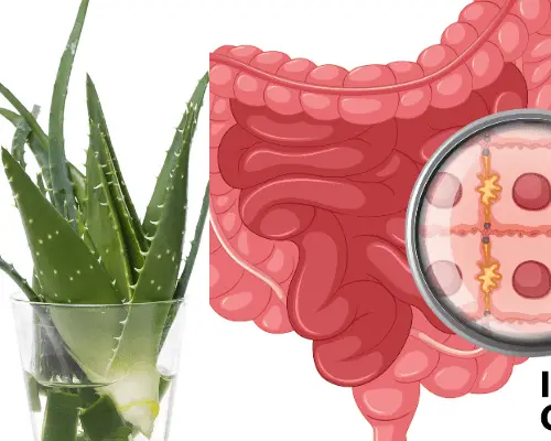 Aloe Vera for IBS